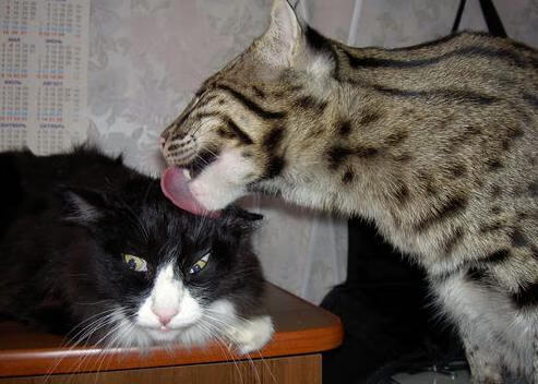 巴萨配合默契打出标志性控球风格，巴萨的配合