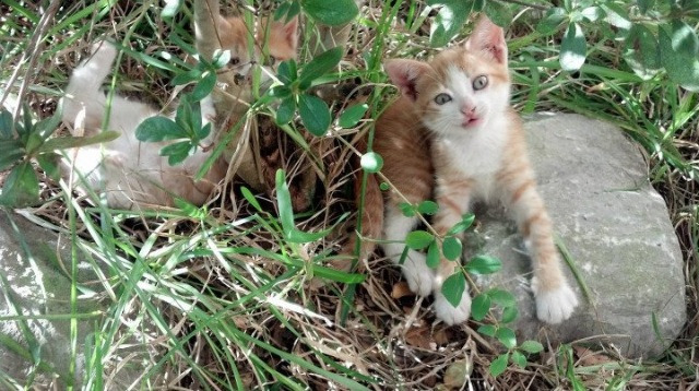 法国乒乓选手表现惊艳，成功晋级决赛，法国乒乓球队员名单